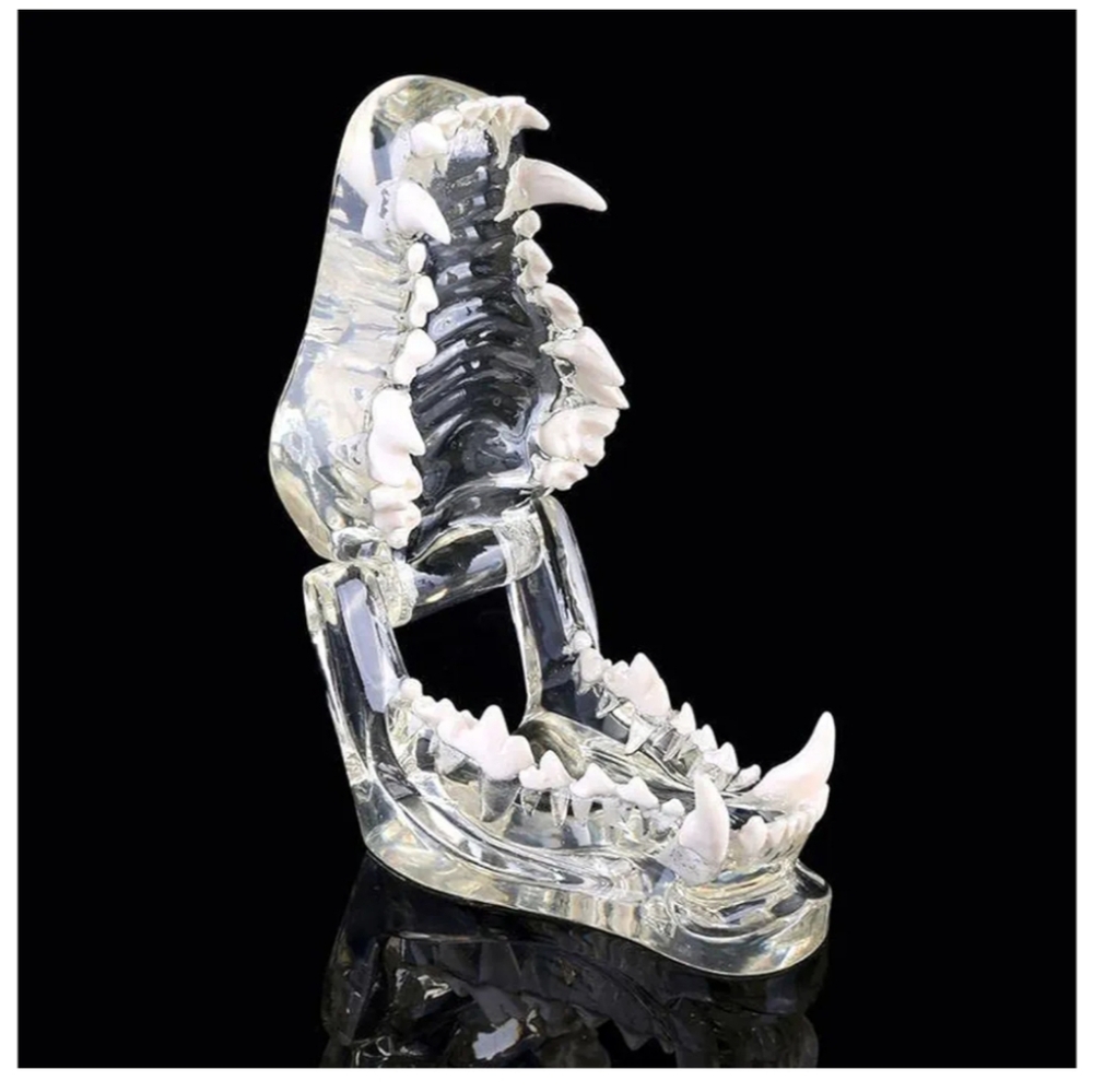 Crystal Clear PVC Material Canine Dental Art Piece